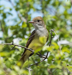 Great Crested Flycatcher perched in a tree