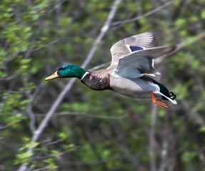 Male Mallard in Flight