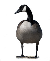 Obraz premium Canada Goose on White Background