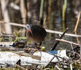 Virginia Rail 