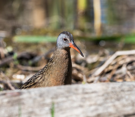 Virginia Rail 