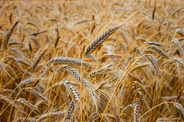 Grain field