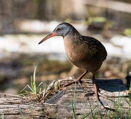 Virginia Rail 
