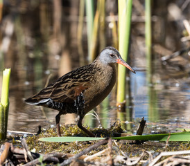Virginia Rail 