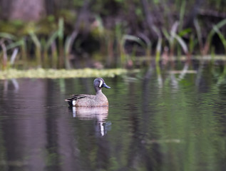 Male Blue-winged Teal Swimming