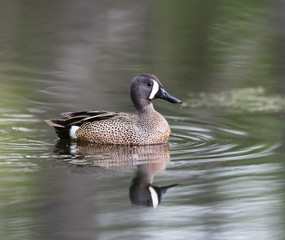 Male Blue-winged Teal Swimming