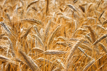 Grain field
