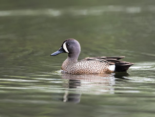 Fototapeta premium Male Blue-winged Teal Swimming