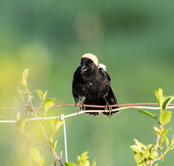 Bobolink