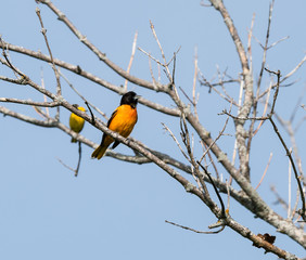Baltimore Oriole perched on a branch