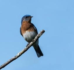 Male Eastern Bluebird 
