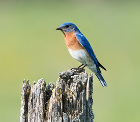 Male Eastern Bluebird 