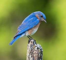 Male Eastern Bluebird 