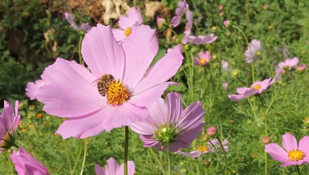 Bee takes nectar and pollen from flower cosmos.