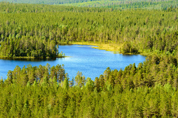 Lake in forest