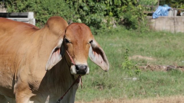 cow watching camera