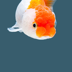 Goldfish