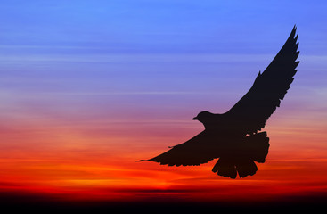 Obraz na płótnie Canvas Silhouetted seagull flying at colorful sunset