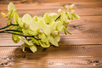 Orchid flowers on wooden background