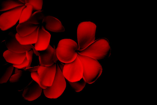 Plumeria Flower On Red And Black Background