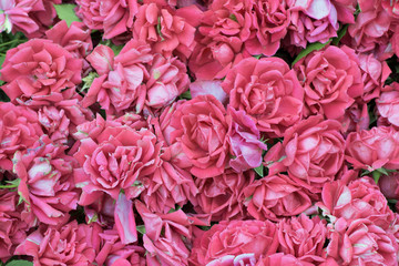 pink roses, vintage style.