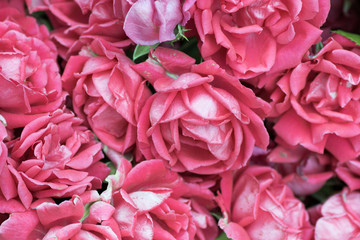 pink roses, vintage style.