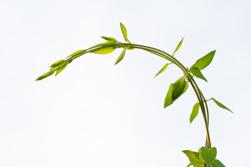 green young plant on the white background