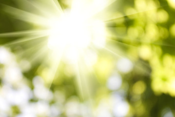 Fototapeta premium green plant background