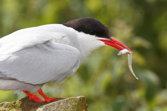 sterna beccapesci isole farne scozia