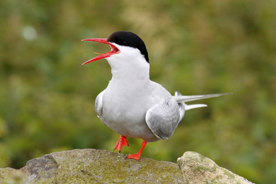 sterna beccapesci isole farne scozia