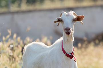 Cute goat portrait.