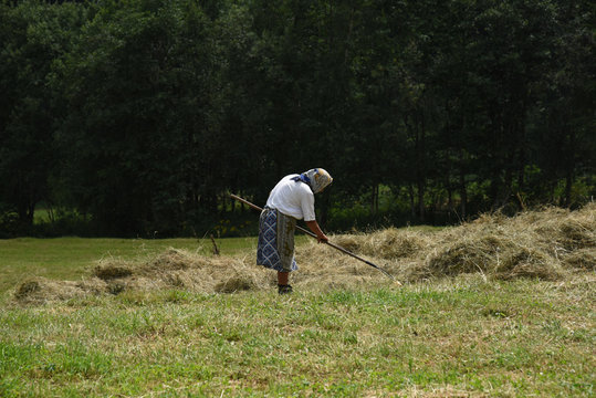 raccolta  fieno taglio erba pastore 