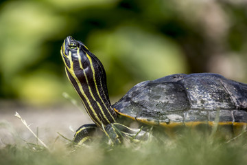 Gelbbauch-Schmuckschildkröte