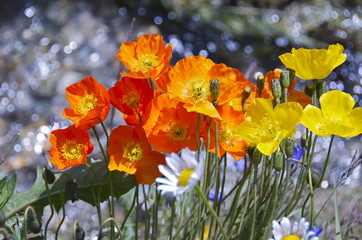 poppies in front of a creek