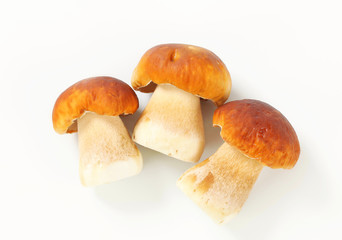 Fresh edible mushrooms