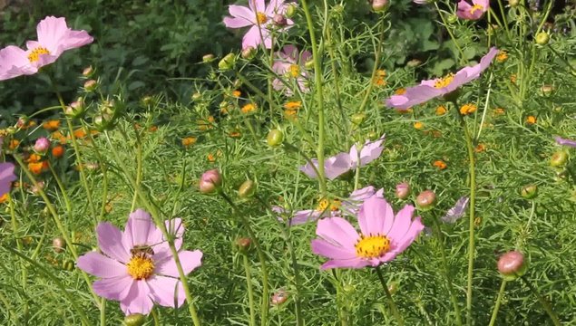 Gentle flower cosmos