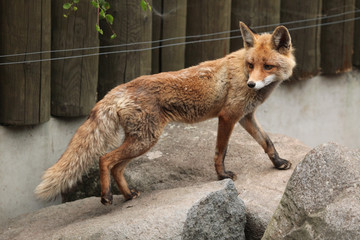 Red fox (Vulpes vulpes).
