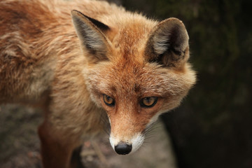Fototapeta premium Red fox (Vulpes vulpes).