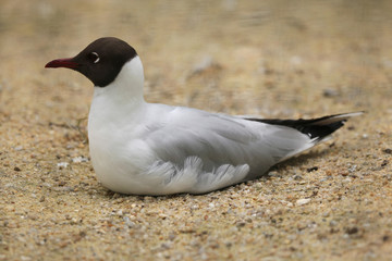 Black-headed gull (Chroicocephalus ridibundus).