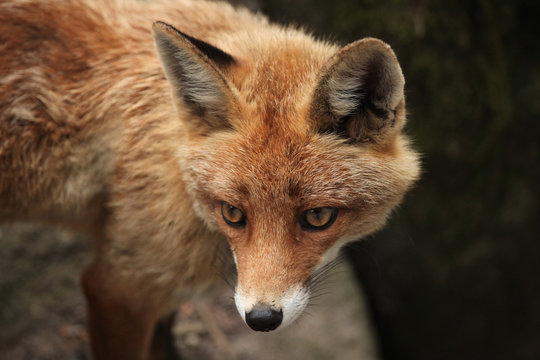 Red fox (Vulpes vulpes).