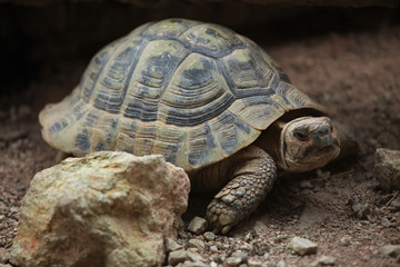 Hermann's tortoise (Testudo hermanni).