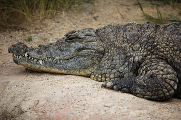 Nile crocodile (Crocodylus niloticus).