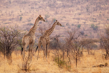 Obraz na płótnie Canvas Two giraffes in Africa