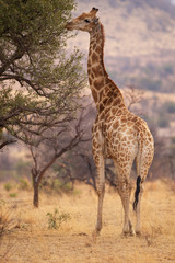 A large giraffe eating leaves from a tree