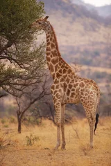 Fotobehang Giraf Een giraf die bladeren van een boom eet