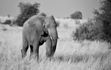 Fototapeta na wymiar Large elephant in black and white
