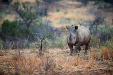 Fototapeta premium White rhino