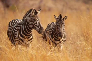 Printed kitchen splashbacks Zebra Two zebras in long grass