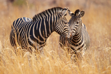 Fototapeta premium Dwie zebry w długiej trawie
