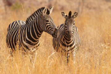 Two zebras in long grass - obrazy, fototapety, plakaty